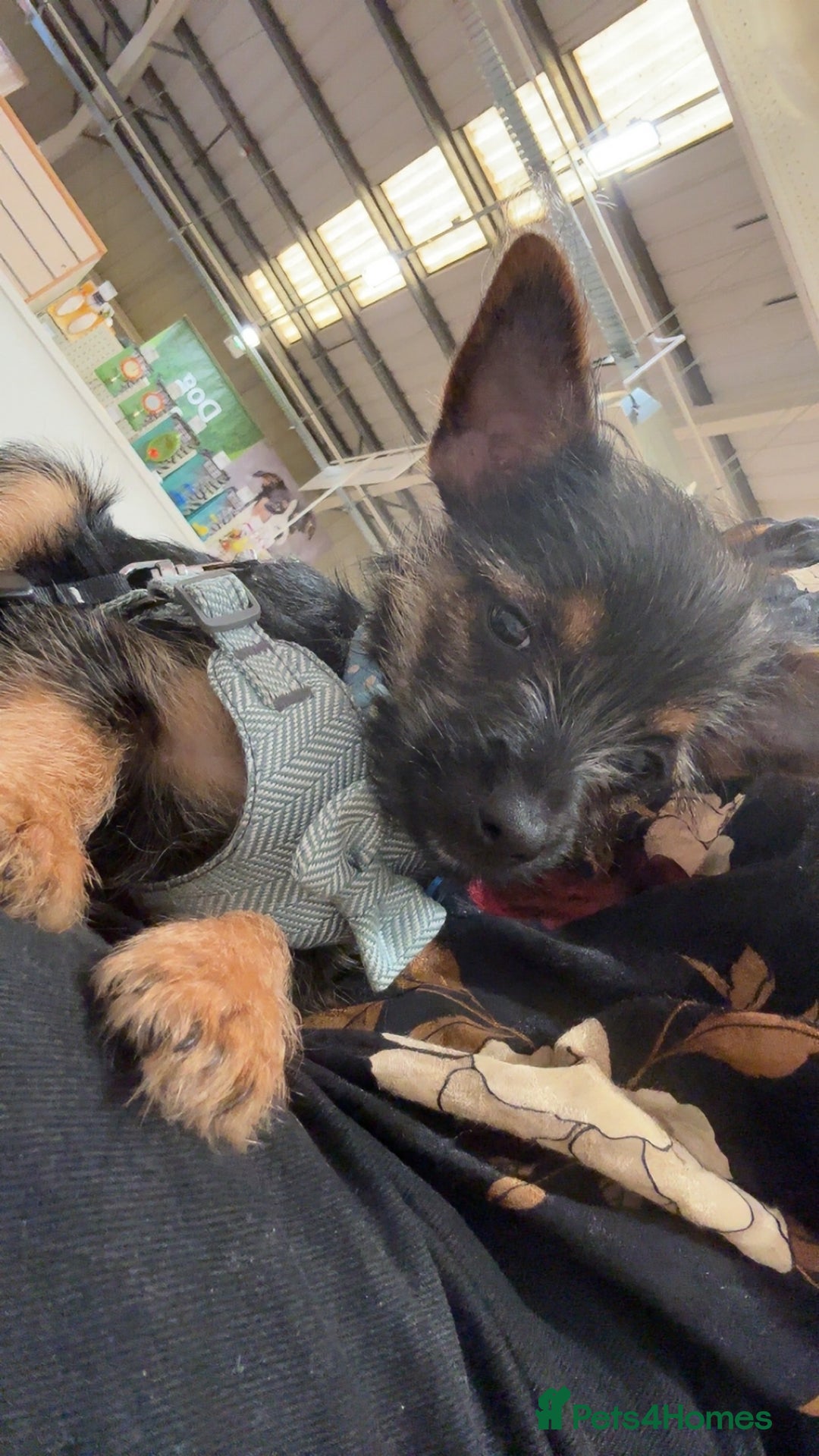 Mixed Breed dogs for sale: Chorkie Puppy  - Advert 2