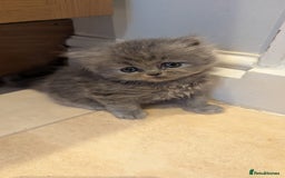 Persian cats for sale: Himalayan Persians - Image 8