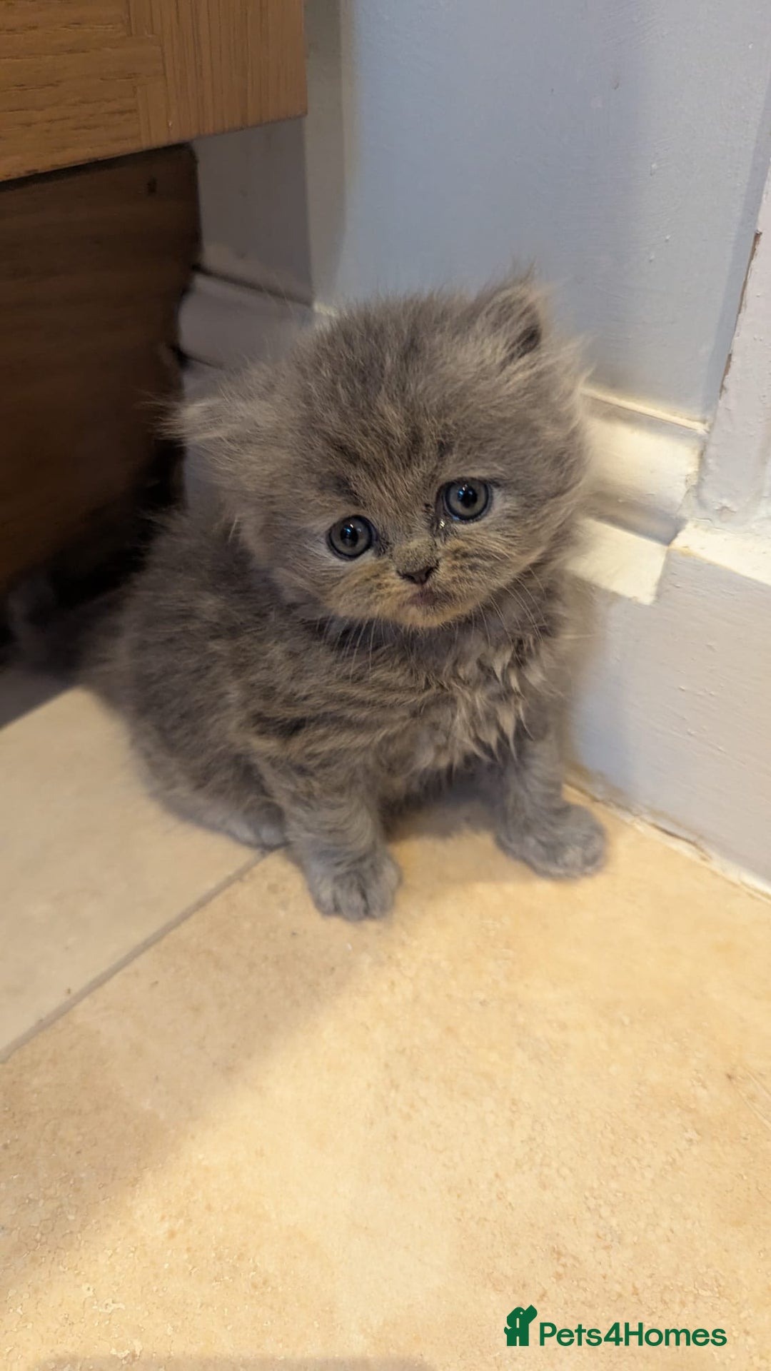 Persian cats for sale: Himalayan Persians - Image 8