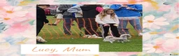 Shih Tzu dogs for sale: Available now - Tiny Imperial Shih tzu puppy Bambi - Advert 9