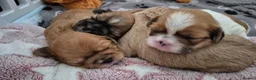 Lhasa Apso dogs for sale: Beautiful Lhasa Apso Puppies - 2 Boys 2 Girls in Ellesmere Port - Advert 3