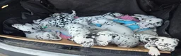 Dalmatian dogs for sale: Gorgeous pups READY NEXT WEEK! in Wakefield - Advert 15