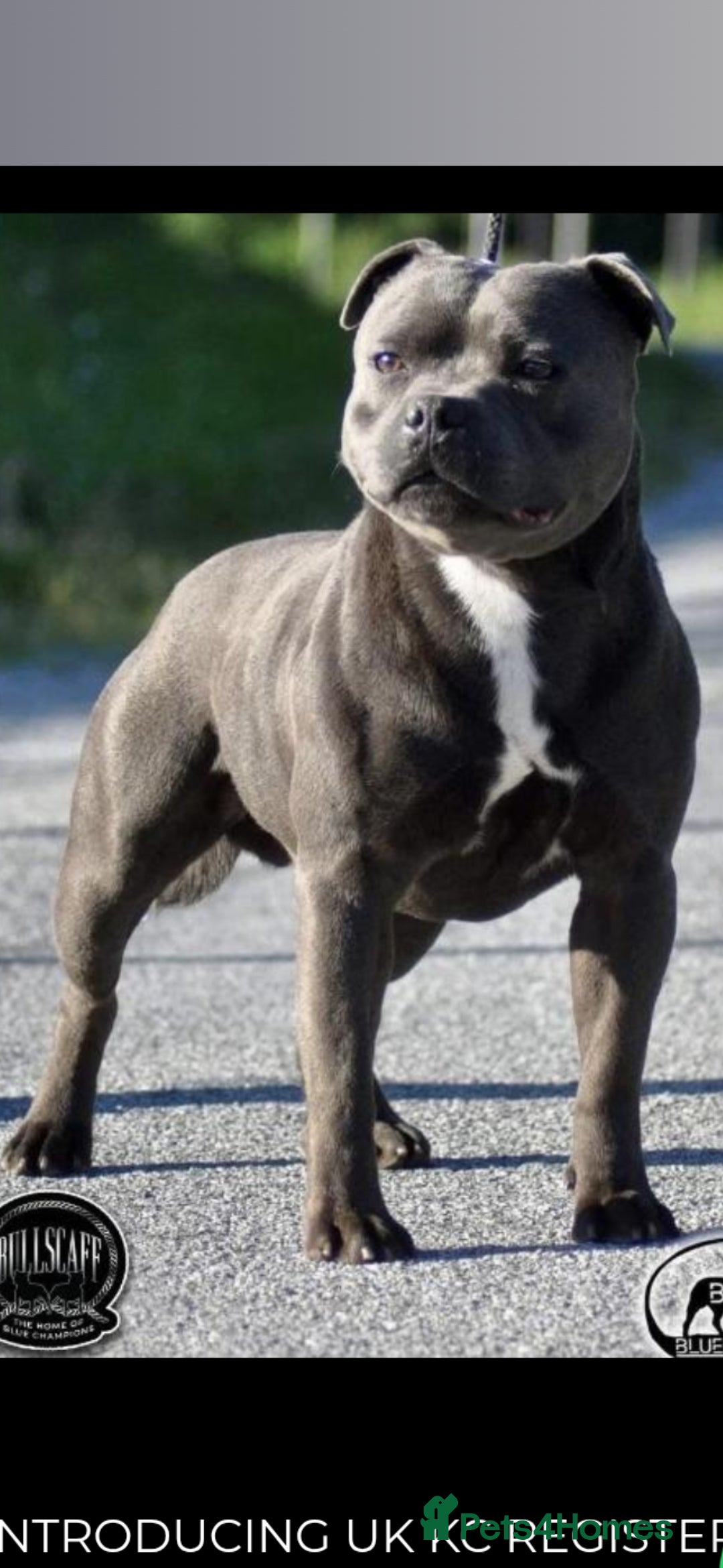 Staffordshire Bull Terrier dogs for sale: 2 champion blue blood lines crossed - Advert 3