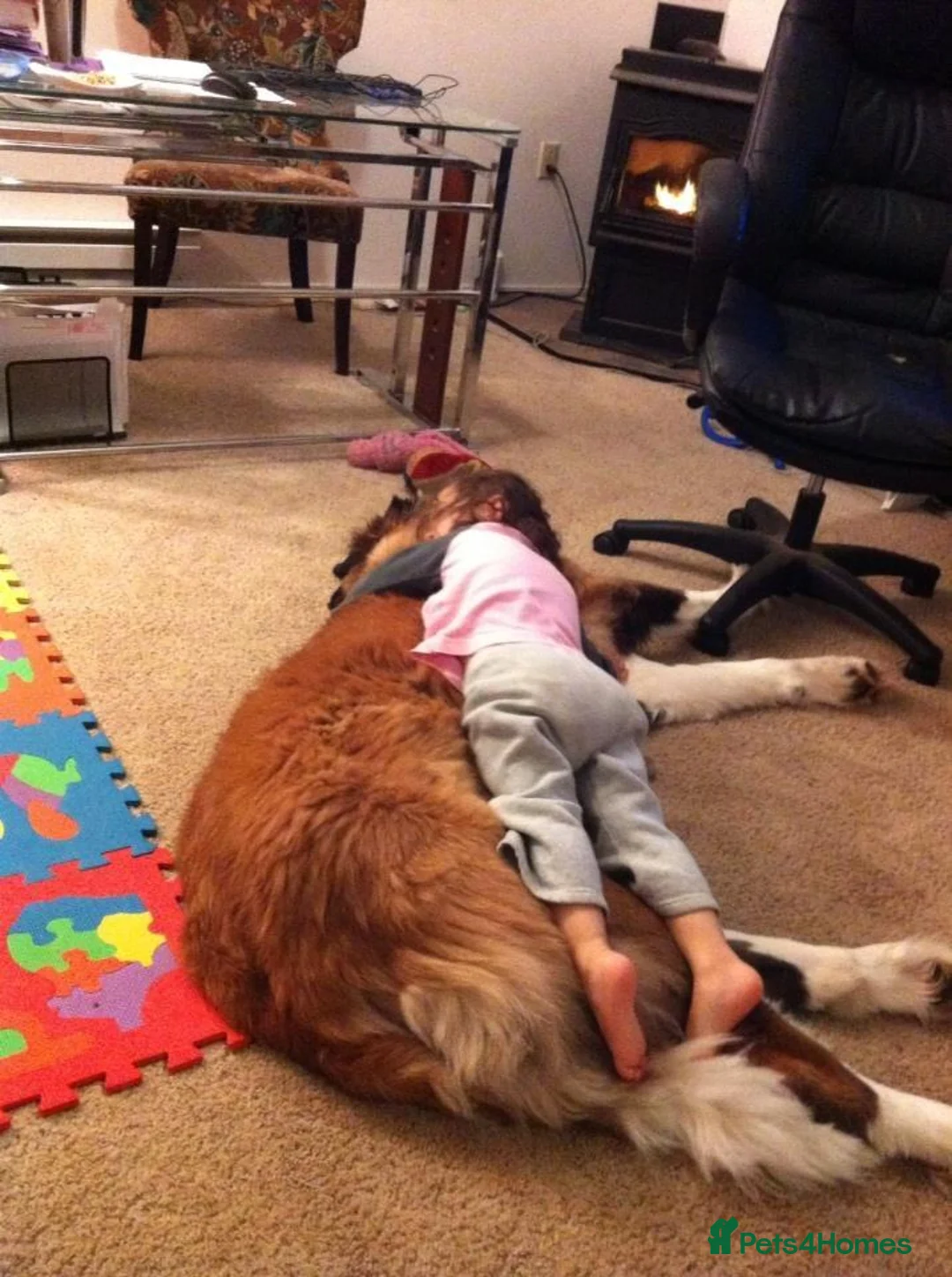Saint Bernard dogs for sale: Classic healthy saint Bernard puppies ready now.. in Bath - Advert 2