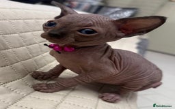 Sphynx cats for sale: Stunning Female Seal Point Canadian Sphynx Kitten - Image 9