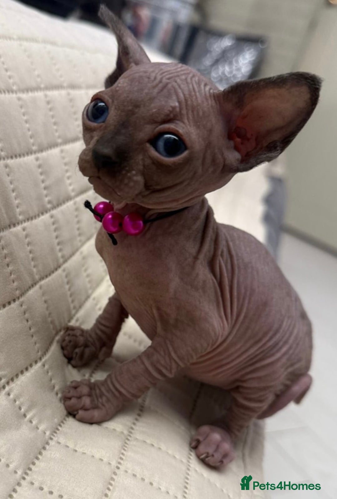 Sphynx cats for sale: Stunning Female Seal Point Canadian Sphynx Kitten - Image 9