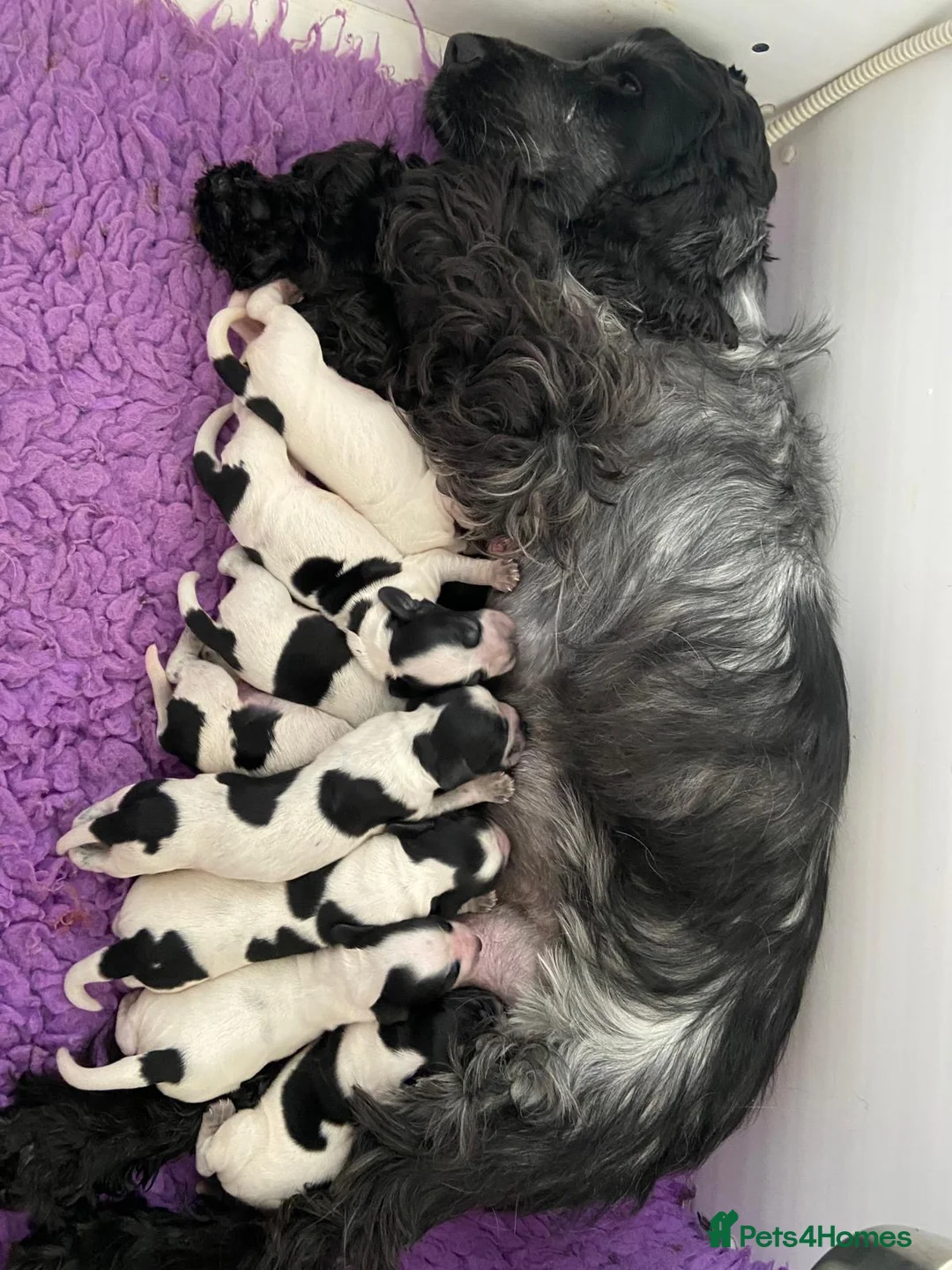 Cocker Spaniel dogs for sale: KC Show Type Cocker Spaniels - Advert 2