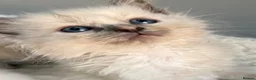 Ragdoll cats for sale: 🎖️GCCF🏆RAGDOLLS 11WKS **EXTENSIVE GENETIC TEST** - Advert 20