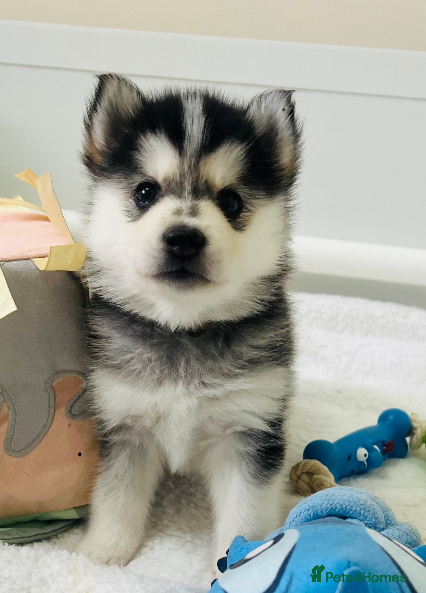 Pomsky dogs Stunning F3 Pomsky Puppies - Advert 1