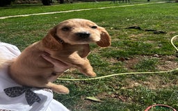 Cocker Spaniel dogs for sale: A litter of 6 gorgeous cocker spaniel puppies - Image 13