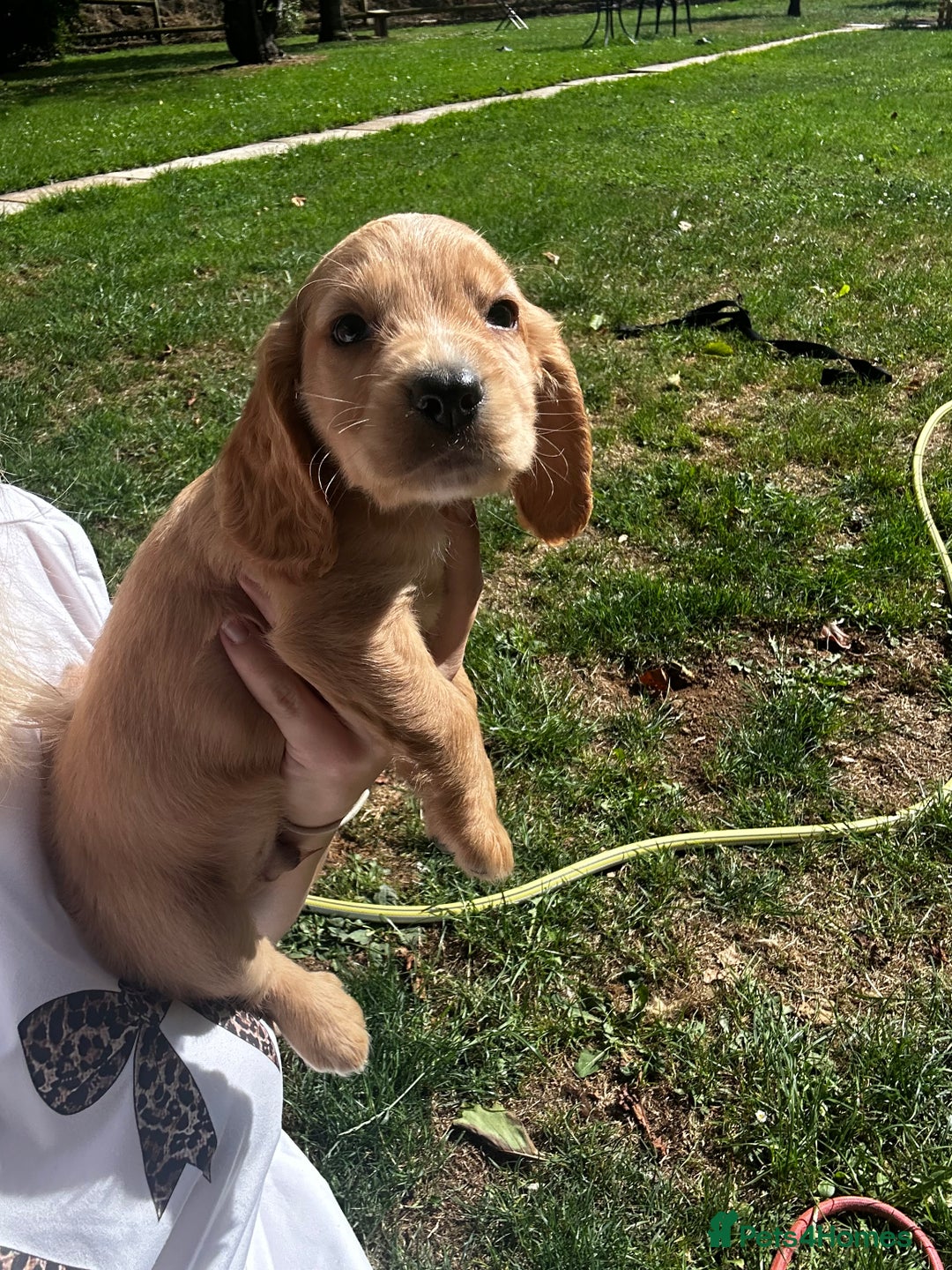 Cocker Spaniel dogs for sale: A litter of 6 gorgeous cocker spaniel puppies - Image 13