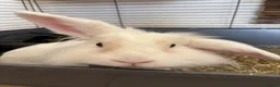 Mini Lion Lop rabbits for sale: 6 month old Lion Lop Rabbit in Sunderland - Advert 1