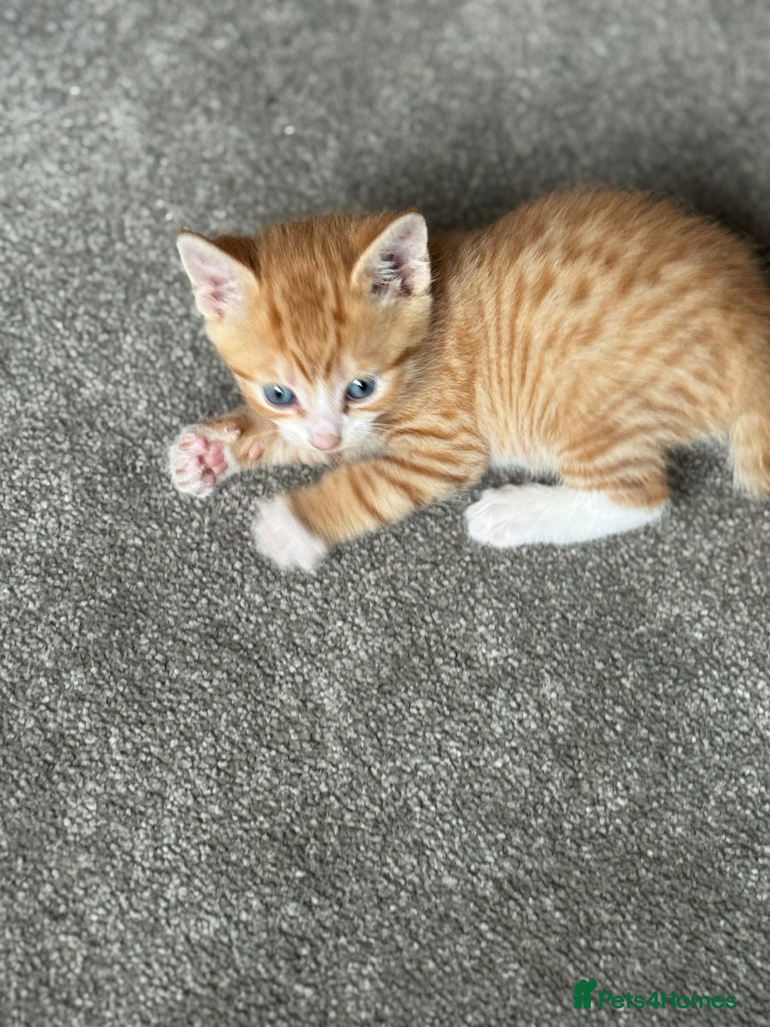 Mixed Breed cats for sale: Part Bengal Ginger Kittens for Sale - READY NOW - Image 8