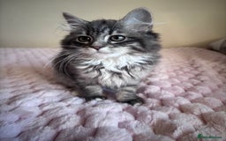 Maine Coon cats for sale: Maine Coon Kitten  - Image 6