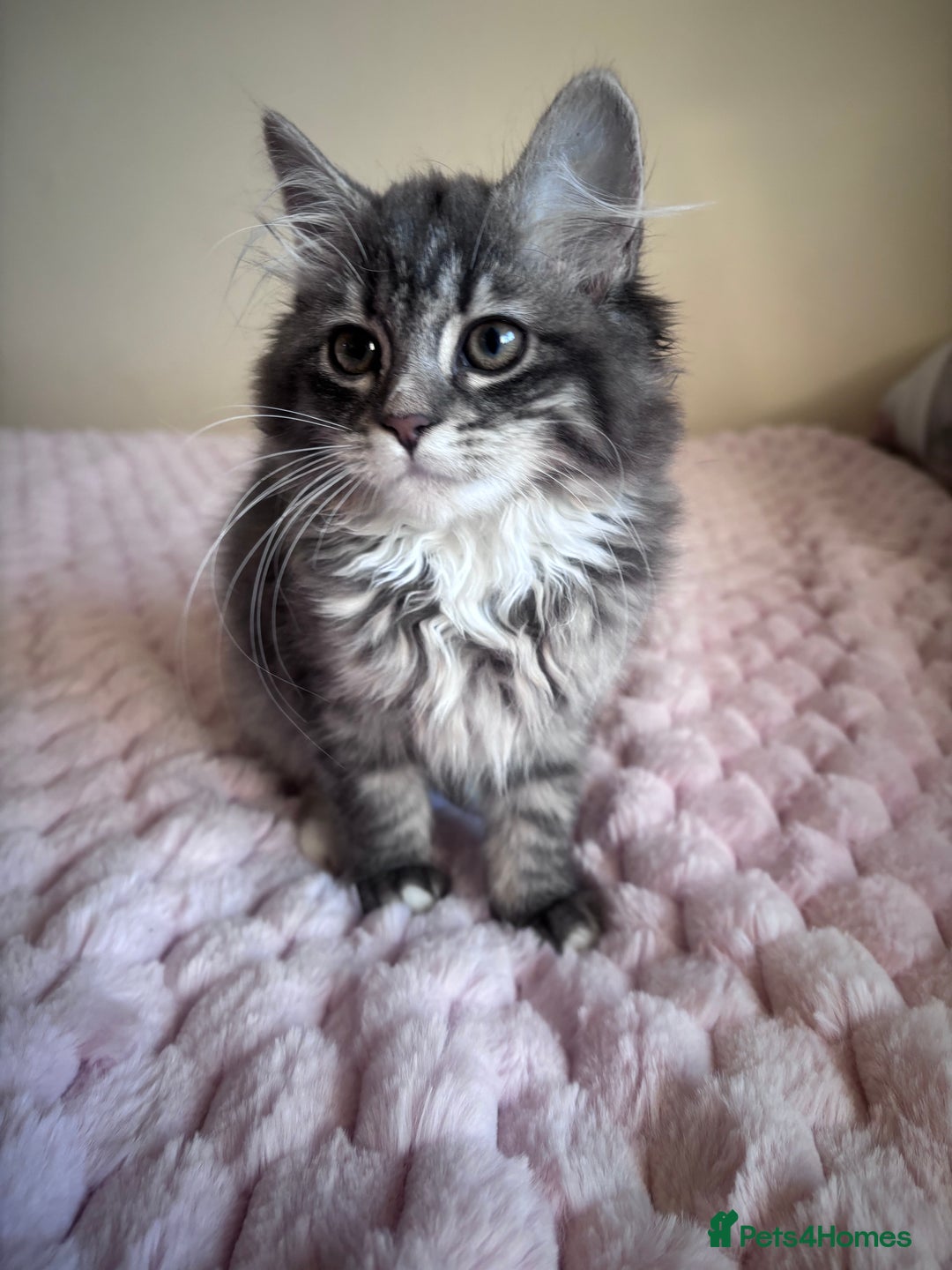 Maine Coon cats for sale: Maine Coon Kitten  - Image 6