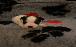 Jack Russell dogs for sale: Jack Russell puppies *SHORT LEGGED* - Advert 10