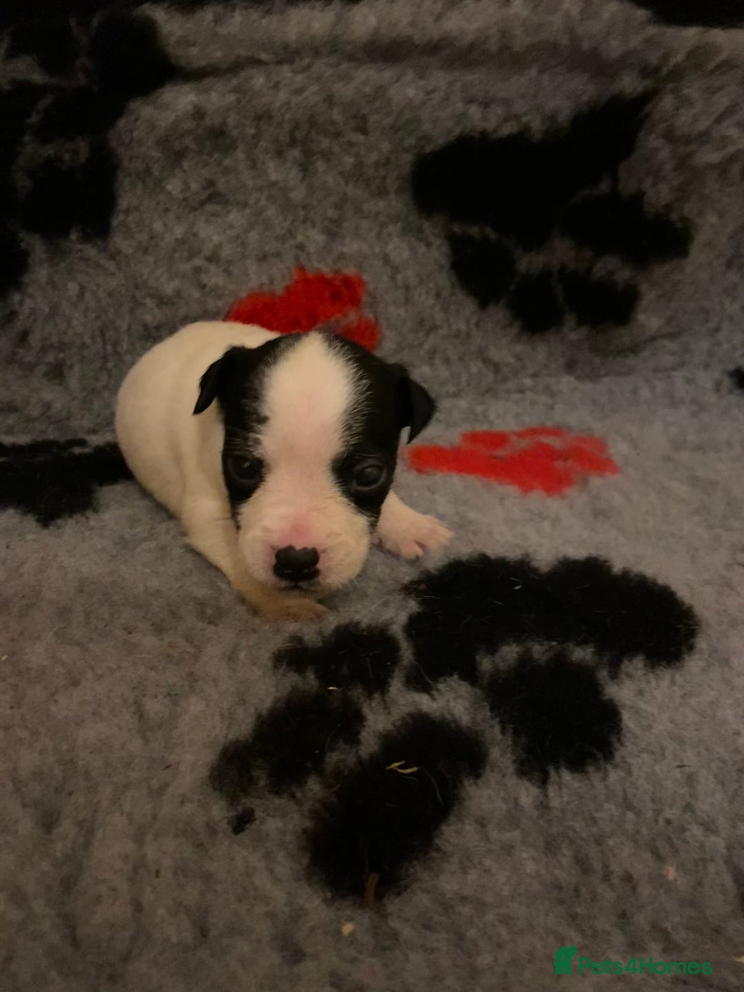 Jack Russell dogs for sale: Jack Russell puppies *SHORT LEGGED* - Advert 10