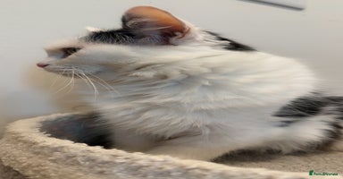 Turkish Van cats - Advert 8