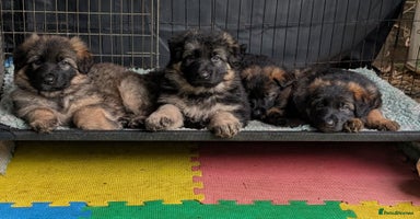 German Shepherd dogs - Advert 13