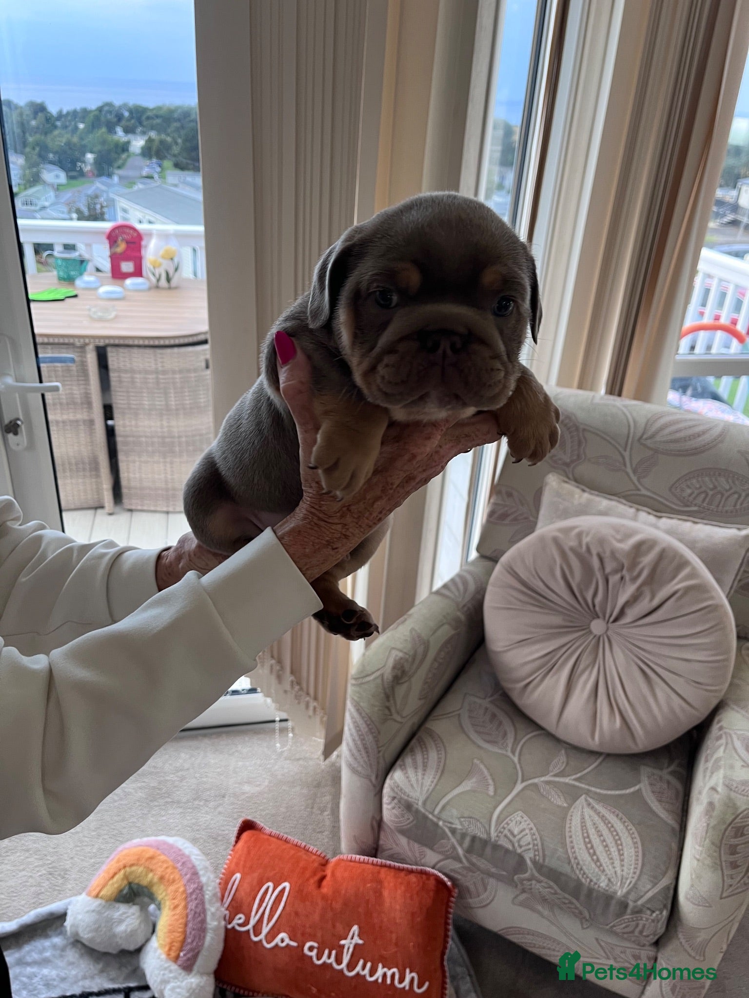 Olde English Bulldogge dogs Blue Sable & Tan Female Olds English Bulldog - Advert 8