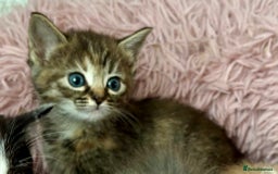 Ragdoll cats for sale: Ragdoll x - Image 6