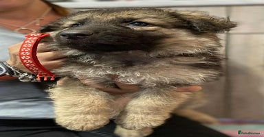 German Shepherd dogs - Advert 3