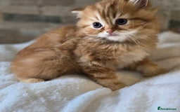 Persian cats for sale: Outstanding Full Persian Kittens for Sale - Image 12