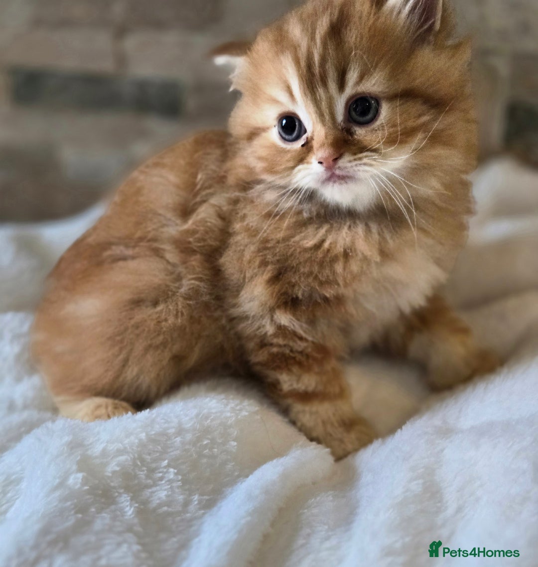 Persian cats for sale: Outstanding Full Persian Kittens for Sale - Image 12