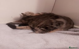 Domestic Shorthair cats for sale: Beautiful much loved kittens. - Image 4