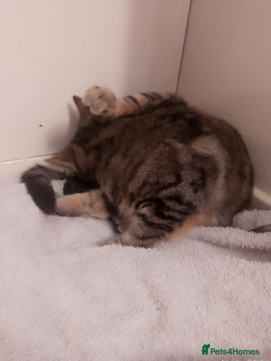 Domestic Shorthair cats for sale: Beautiful much loved kittens. - Image 4