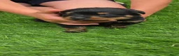 Rottweiler dogs for sale: Kc Rottweiler puppies from imported parents   - Advert 6