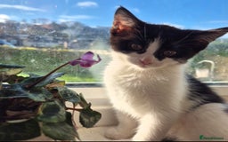 Domestic Shorthair cats for sale: 2 sisters left looking for a loving home - Advert 2