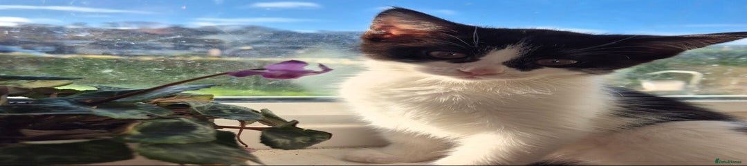 Domestic Shorthair Kitten 1