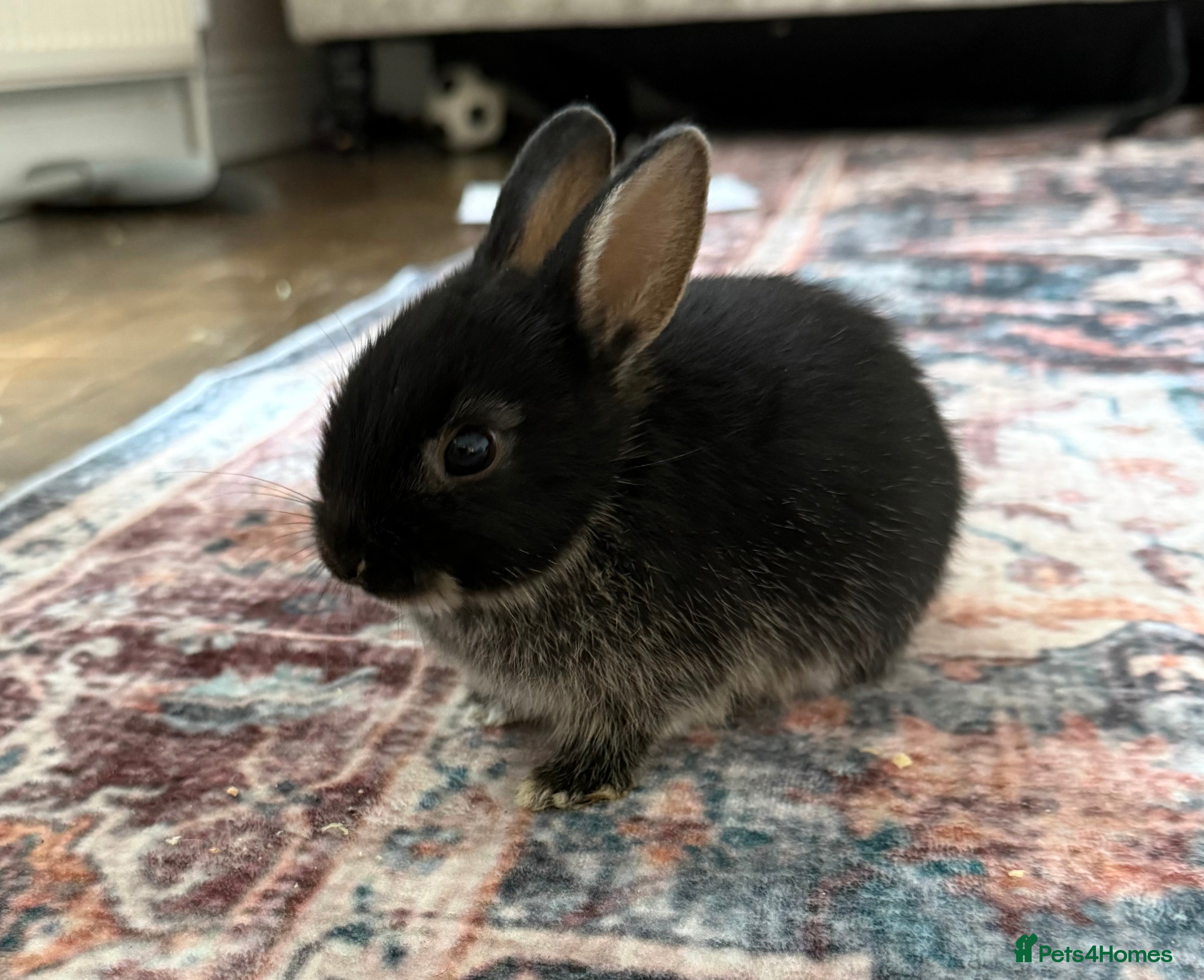 Netherland Dwarf rabbits Netherland Dwarf Rabbits  - Advert 1