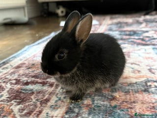 Netherland Dwarf rabbits Netherland Dwarf Rabbits - Advert 1