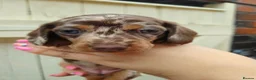 Dachshund dogs for sale: DACHSUND PUPPIES LOOKING FOR NEW HOMES🏠🩷💙 in Bolton - Advert 2