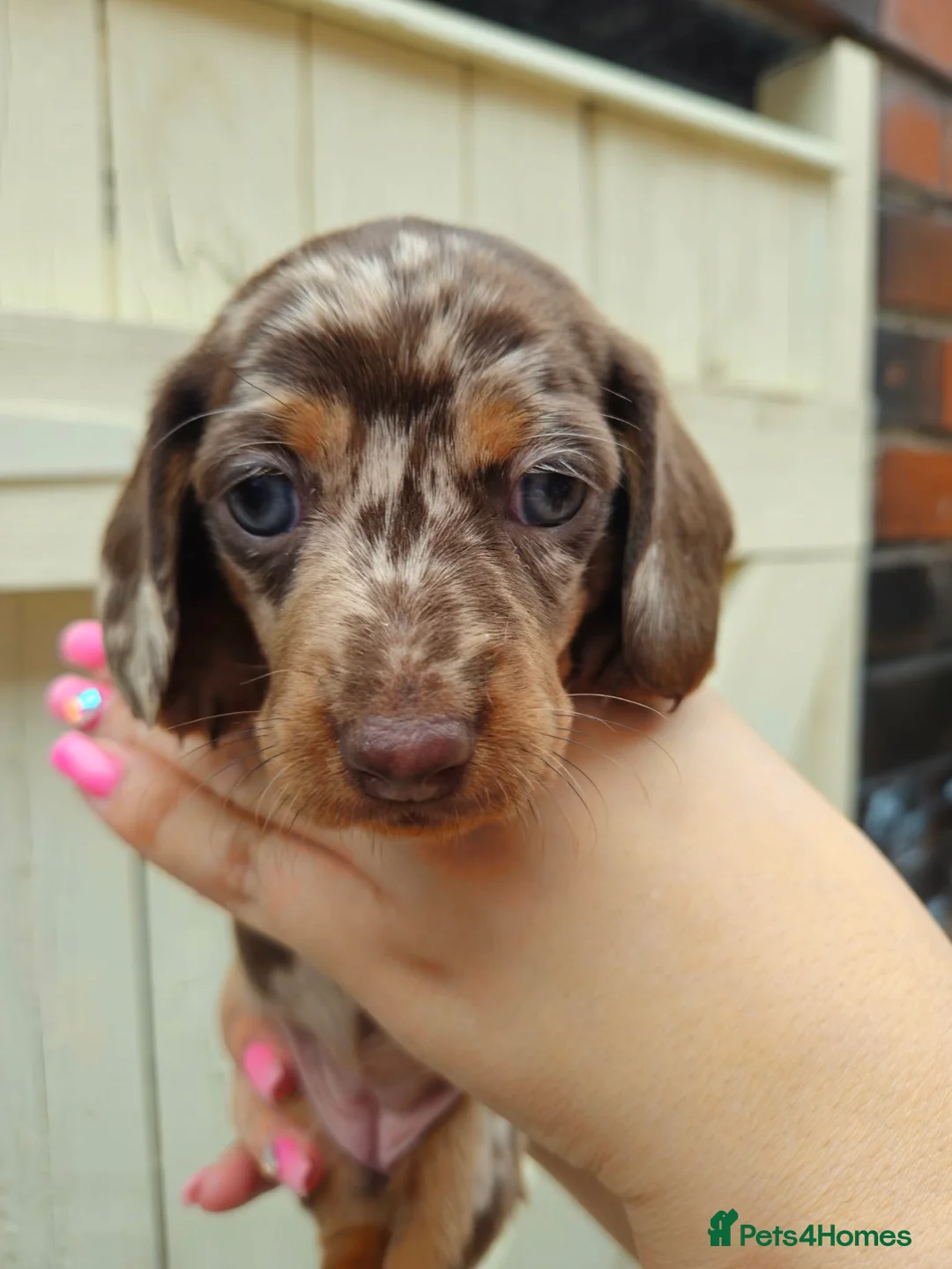 Dachshund dogs for sale: DACHSUND PUPPIES LOOKING FOR NEW HOMES🏠🩷💙 in Bolton - Advert 2