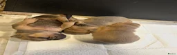 Mixed Breed dogs for sale: Bullpei puppies - Advert 2