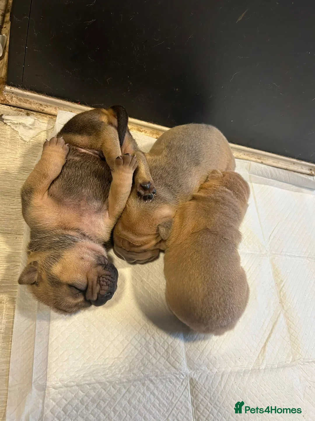 Mixed Breed dogs for sale: Bullpei puppies - Advert 2