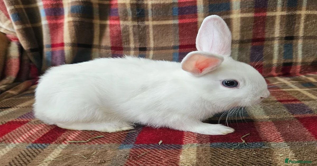 Rabbits for Sale for sale in Bury, Greater Manchester | Pets4Homes