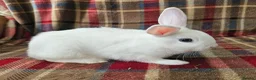 Mixed Breed rabbits for sale: READY TO LRAVE NOW!  - Advert 1