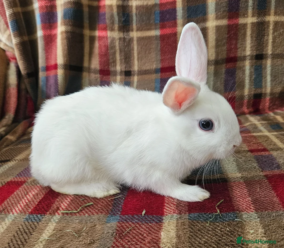 Mixed Breed rabbits for sale: READY TO LRAVE NOW!  - Advert 1