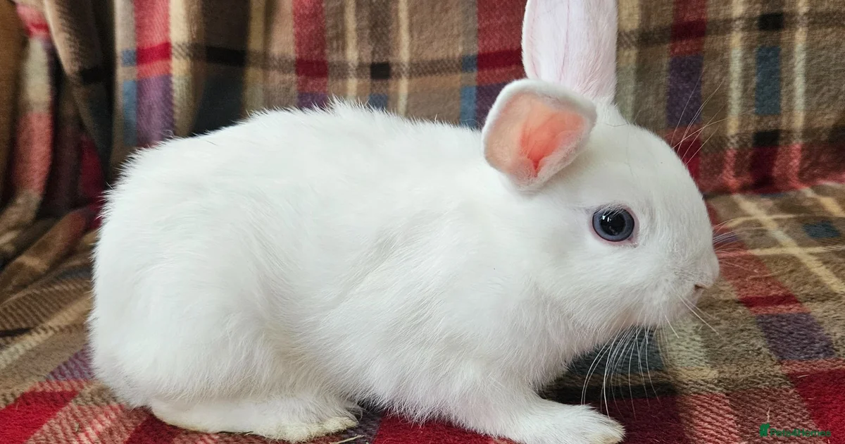 Rabbits for Sale for sale in Bury, Greater Manchester | Pets4Homes