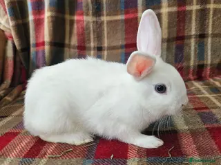 Mixed Breed rabbits READY TO LRAVE NOW! - Advert 18