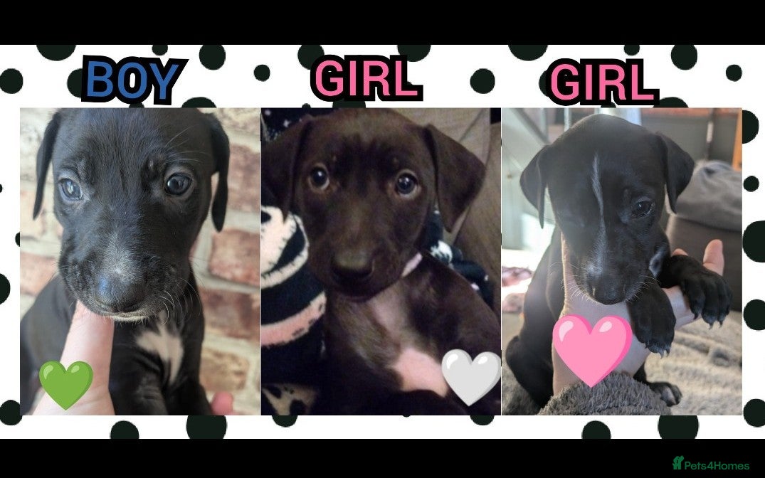 Mixed Breed dogs 8 Beautiful Saluki Whippet mixed-breed fur babies - Advert 15