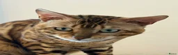 Bengal cats for sale: Absolutely stunning Bengal cat  - Advert 11