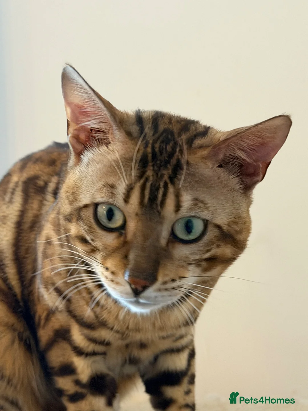 Bengal cats for sale: Absolutely stunning Bengal cat  - Advert 11