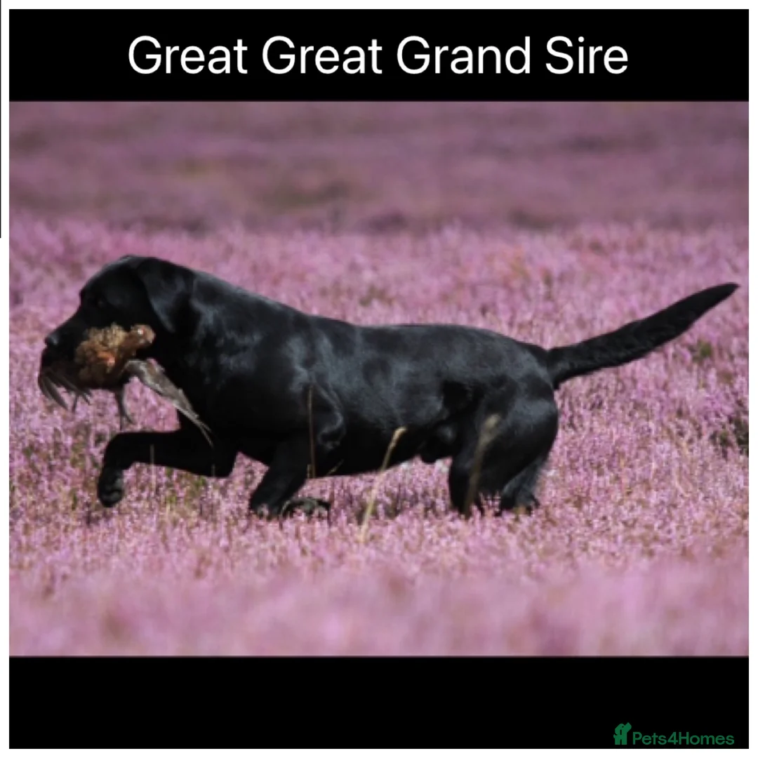 Labrador Retriever dogs for sale: READY NOW Beautiful KC reg girls - health tested - Advert 23