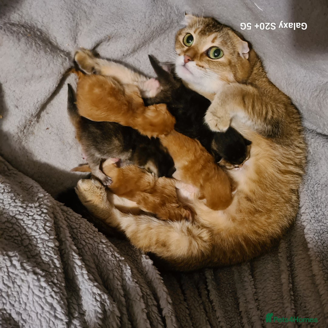 Scottish Fold cats for sale: Scottish fold looking for forever home - Image 14