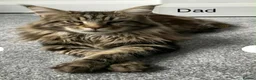 Maine Coon cats for sale: MAINECOON KITTENS  in Stockton-on-Tees - Advert 15